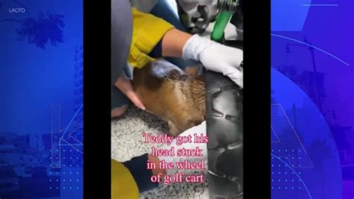 Dog rescued after getting head stuck in golf cart wheel