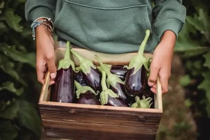Eggplant Glycemic Index: Nutrition Facts, Weight Loss, Health Benefits