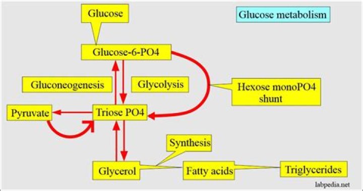 Glucose Metabolism: What It is, How It Works and Why We Need It
