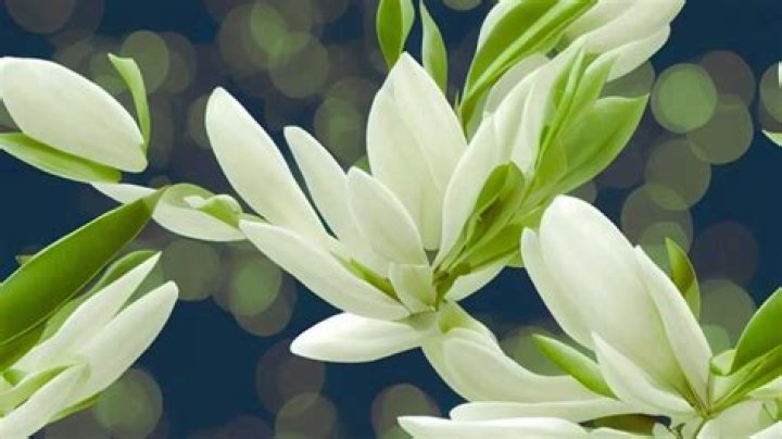 Lillyflower2003: An Introduction To The Complex World of Digital Success