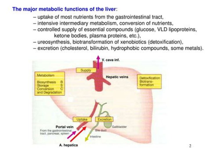 Metabolic functions of the liver - ePrints