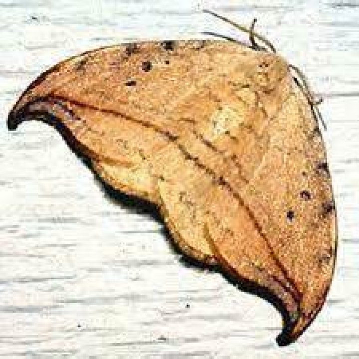 Moth Photographers Group – Drepana arcuata – 6251