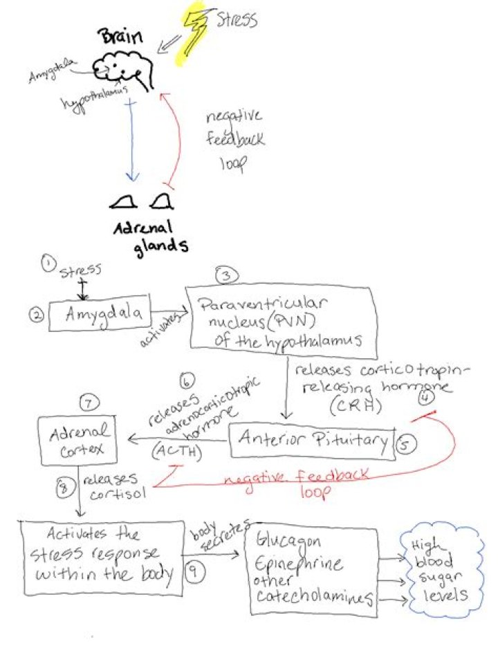What is Cortisol, and Why Does Managing Cortisol Matter?